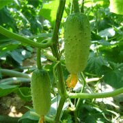 关于农药残留检测仪的检测方法介绍